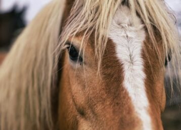 Equestrian-Fitness