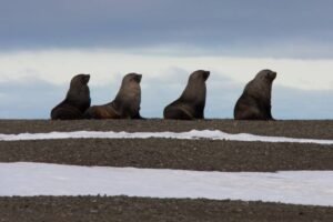 Photos-of-Antarctic-Wildlife-01