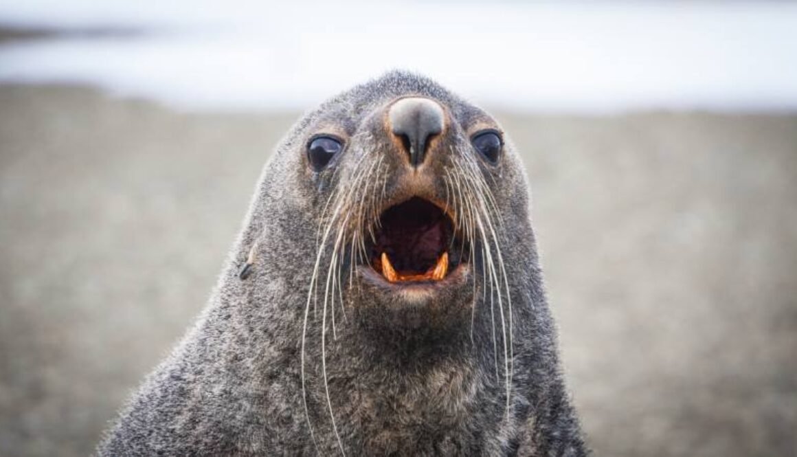Photos-of-Antarctic-Wildlife-02