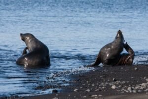Photos-of-Antarctic-Wildlife-03