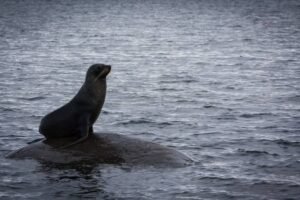 Photos-of-Antarctic-Wildlife-04