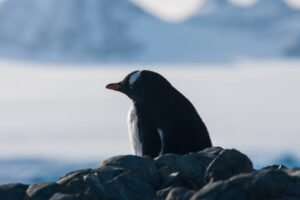 Photos-of-Antarctic-Wildlife-05