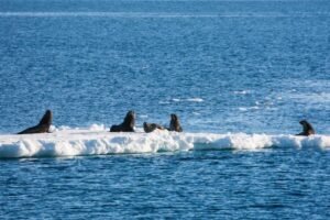 Photos-of-Antarctic-Wildlife-06