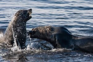 Photos-of-Antarctic-Wildlife-07