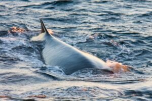 Photos-of-Antarctic-Wildlife-08