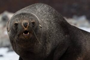 Photos-of-Antarctic-Wildlife-09