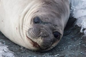 Photos-of-Antarctic-Wildlife-10