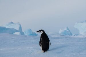 Photos-of-Antarctic-Wildlife-11