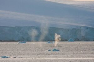 Photos-of-Antarctic-Wildlife-12