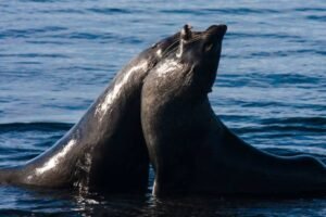 Photos-of-Antarctic-Wildlife-14