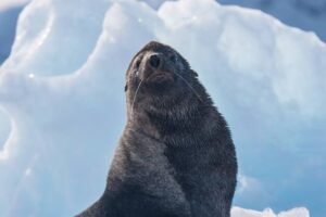 Photos-of-Antarctic-Wildlife-15