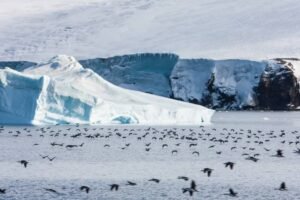 Photos-of-Antarctic-Wildlife-16