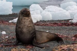 Photos-of-Antarctic-Wildlife-17