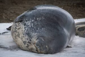 Photos-of-Antarctic-Wildlife-18