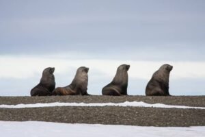 Photos-of-Antarctic-Wildlife-19