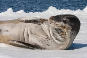 Photos-of-Antarctic-Wildlife-20