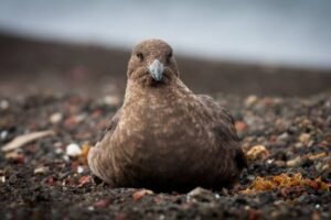 Photos-of-Antarctic-Wildlife-21