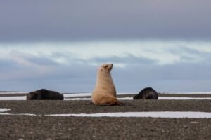 Photos-of-Antarctic-Wildlife-22