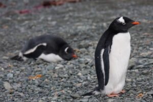 Photos-of-Antarctic-Wildlife-23