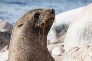 Photos-of-Antarctic-Wildlife-24