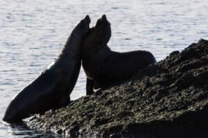 Photos-of-Antarctic-Wildlife-25