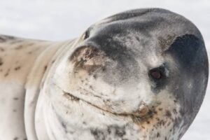 Photos-of-Antarctic-Wildlife-26