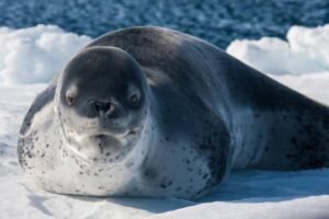 Photos-of-Antarctic-Wildlife-27