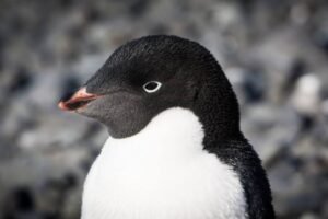 Photos-of-Antarctic-Wildlife-28