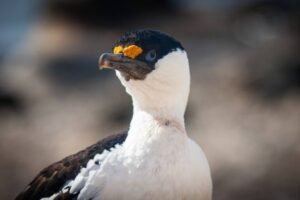 Photos-of-Antarctic-Wildlife-29