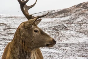 Scottish-Highlands35